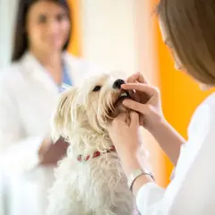 Veterinär undersöker en hunds tänder. Hunden ser ut att snusa lite på undersökningen.