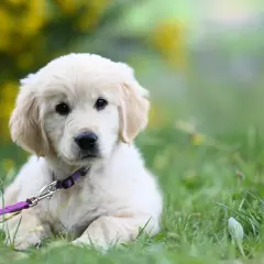 En söt golden retriever-valp med lila koppel, redo för promenader. Djurskyddslagen hund garanterar dess välmående.