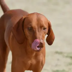 En brun hund slickar sig om munnen, som om den precis ätit pepparkakor.