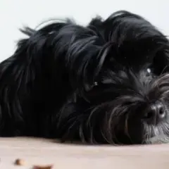 En svart, lurvig hund ligger utsträckt på ett trägolv. Den ser lite trött ut, kanske för att den hund fiser illa.