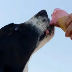En hund njuter av en rosa glass. En hand håller strutten med glass till hunden.