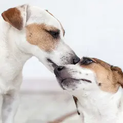Två jack russellterrier nosar på varandra. Drömmen att starta kennel känns närmare med dessa charmiga hundar.