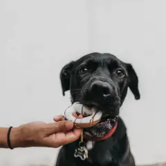 Svart hund får en godsak, en speciell frukt till hund, som en liten present.