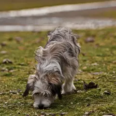 A scruffy, medium-sized dog with shaggy grey and brown fur sniffs the ground in a grassy, outdoor area.