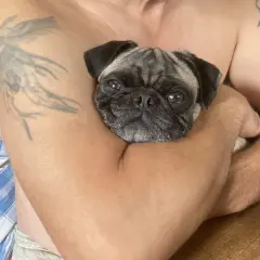 En söt mops ligger tryggt i famnen, kanske drömmer den om att en hund snarkar.
