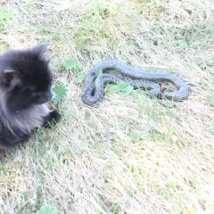 En gråsvart katt tittar nyfiket på en orm som ligger i gräset. En potentiell ormbett katt, men katten verkar oskadd.