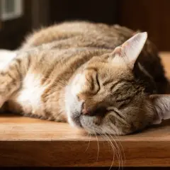 En randig katt vilar på en träyta. Den ser ut att ha en hälsosam katt vikt, perfekt för en tupplur.