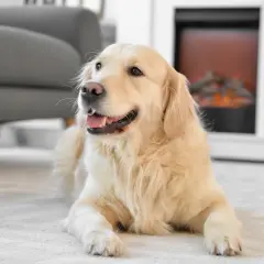 En glad golden retriever ligger på en matta framför en öppen spis. En bra påminnelse om att fundera på vad kostar en hund i månaden innan man skaffar en.
