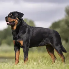 En ståtlig rottweiler står i gräset, en bild av lugn och styrka som speglar dess rottweiler temperament.