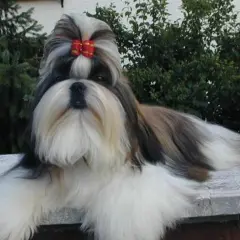 En vacker shih tzu med röd rosett i pälsen, som visar sitt vänliga shih tzu temperament.