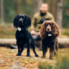 Två cocker spaniel, en svart och en brun, står i skogen med varsin GPS-tracker. Deras nyfikna cocker spaniel egenskaper lyser igenom.