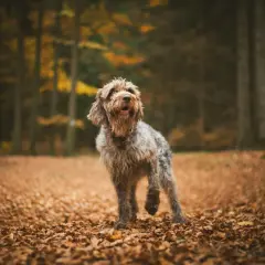 En lurvig hund står i en höstskog, omgiven av löv. Den ser pigg ut, som om den precis genomgått en snabb viktnedgång och nu njuter av sin nya energi.