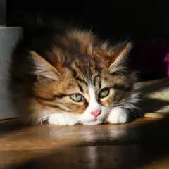 Söt kattunge med grönblå ögon, ser lite trött ut, kanske har den katt diarre.