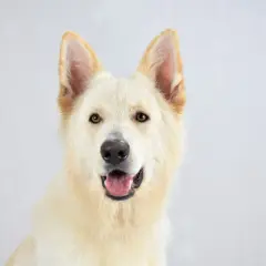 Vit schäferhund med öppen mun. Hoppas att fukteksem och skorpa inte är ett problem för denna glada hund.