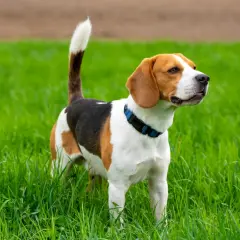 En ståtlig beagle hundras står i högt, grönt gräs.