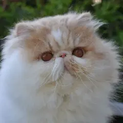 En fluffig, exotisk katt med stora, bärnstensfärgade ögon tittar fram ur grönska.