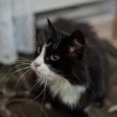 En gammal, mager katt med svartvit päls och långa morrhår tittar uppåt.