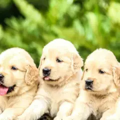 Fem bedårande golden retriever-valpar sitter tillsammans. Vilket gulligt valp namn skulle passa dem?