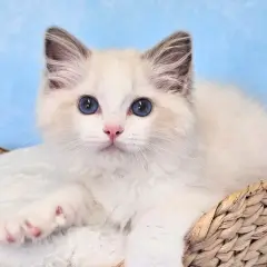 En söt ragdollkattunge med blå ögon sitter i en korg. En nackdel med ragdolls är att de kan vara lite för tillgivna.