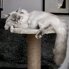 En fluffig katt vilar på en klösmöbel. Kanske ett namn som "Snöflinga" eller "Moln" skulle passa, fina gulliga kattnamn för en sådan skönhet.