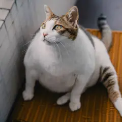 En tjock katt med gula ögon sitter på en orange stol och tittar uppåt.