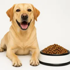 Glad labrador med skål full av hundmat. Tänk på hundmat protein per 100g för din fyrbenta vän.