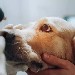 En veterinär undersöker en hunds öga med ett otoskop. Detta är en del av en besiktning för att säkerställa hundens hälsa.
