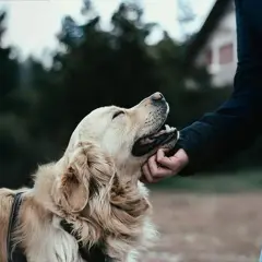En gyllene retriever njuter av en klapp under en omplacering av hund.