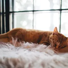 En orangefärgad katt sover sött på en fluffig vit matta, med fönster i bakgrunden.