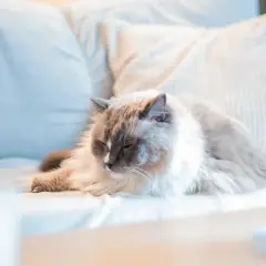En fluffig katt vilar på en soffa. Undrar du vad kostar det att chippa en katt?