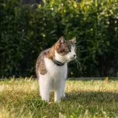 Katt med halsband står i gräset, nosar i luften, kanske känner doften av feromoner katt.