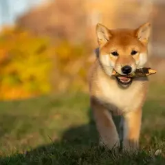 En söt shiba inu-valp med en pinne i munnen, springer på en gräsmatta med höstfärger i bakgrunden. Undrar hur mycket kostar en hund som denna?