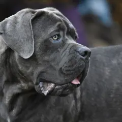En ståtlig cane corso med grå päls och en blick som ser ut att berätta en historia.