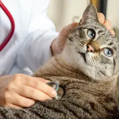 En veterinär undersöker en katt med stetoskop. Katten har blå ögon och är lugn. Detta kan vara inför en kastrering katt.