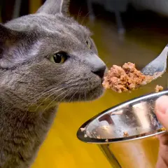 En grå katt nosar på mat från en sked. Frågan om har katter bra minne kan besvaras med ett ja, de minns var maten finns.