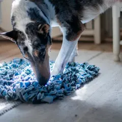 Hunden nosar ivrigt i en blå matta, en perfekt aktivitet för att banta hunden och hålla den sysselsatt.