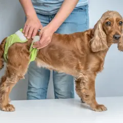 En person tar på en ljusgrön blöja på en brun hund. Hunden ser lite fundersam ut, som om den undrar varför den här hund åker på rumpan.