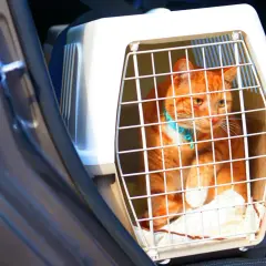 En orange katt i en transportbur sitter i en bil.
