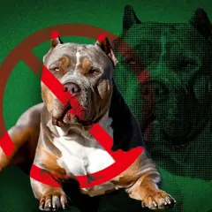 En kraftig hund med ett förbudstecken över sig. Bilden väcker frågan: hur många hundar får man ha utan tillstånd?