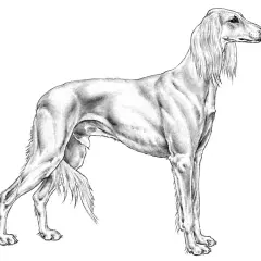 En elegant saluki hund i blyerts, med långa, böljande öron och en smal kropp.