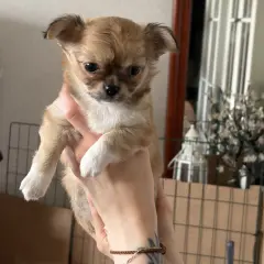 En söt chihuahua-valp, med sitt typiska chihuahua temperament, hålls i händerna.