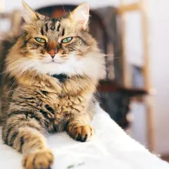 En ståtlig main coon med gröna ögon vilar på en vit duk.