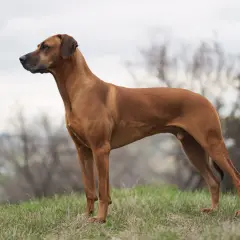 En ståtlig Rhodesian Ridgeback står på en gräsklädd kulle, dess kroppshållning speglar dess lugna och självsäkra rhodesian ridgeback temperament.