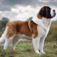 En ståtlig st bernhardshund står i en gräsbevuxen backe med molnig himmel.
