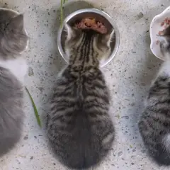 Tre kattungar äter från sina skålar. En grå och vit, en randig och en randig med vit fläck. Frågan är hur mycket mat ska en katt ha?