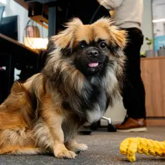 En söt hund med en leksak bredvid sig, redo att ta med hunden till jobbet.