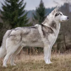 En ståtlig husky hund står i en höstlig skogsmiljö, med grå och vita markeringar i pälsen.