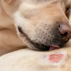 En hund slickar på ett irriterat hudområde, en hudåkomma som kan orsaka obehag.