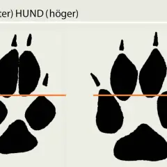 Spår av räv (vänster) och hund (höger). Bilden visar hur många tår en hund har, jämfört med en räv.