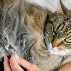 En person klipper försiktigt tovor ur en långhårig katts päls. Katten har gröna ögon och ser lugn ut.